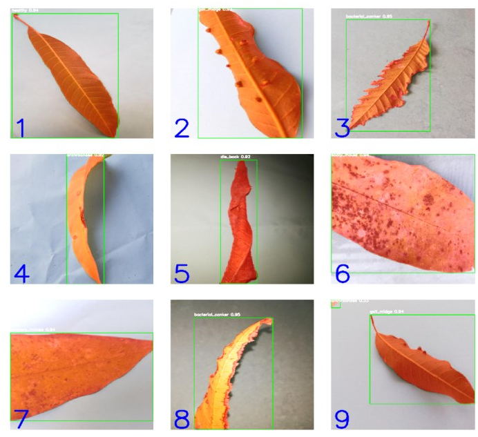 Deep Computer Vision and Transfer Learning Approach for Multi-Class Mango Leaf Disease Detection and Segmentation